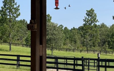 Letting Go Lessons from Hummingbirds and Hazmat Response